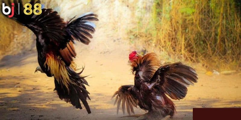 BJ 88 Các hình thức cược đá gà được ưa chuộng tại BJ 88