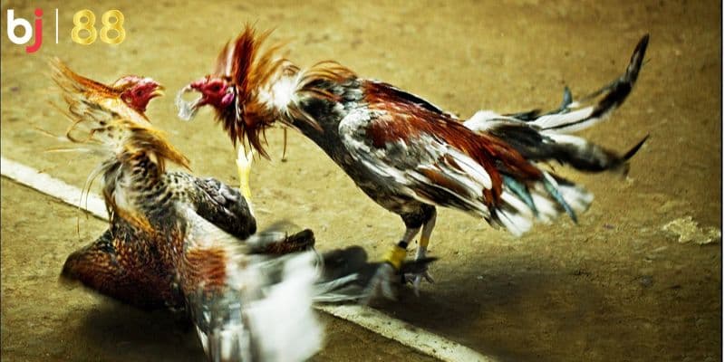 BJ 88 Cược tương ứng với số lần đòn gà